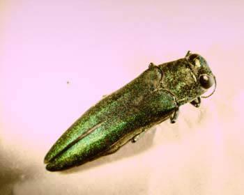 Emerald Ash Borer Non-native beetle from Asia, first found in Michigan