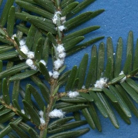 Hemlock Woolly Adelgid Non-native, aphid-like insect from