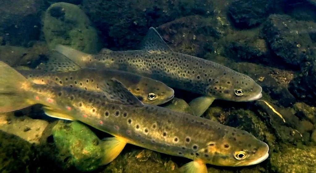 barriers for the upstream movement of juvenile and adult trout Salmo