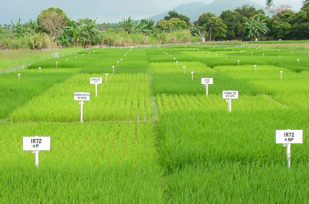 Rice systems