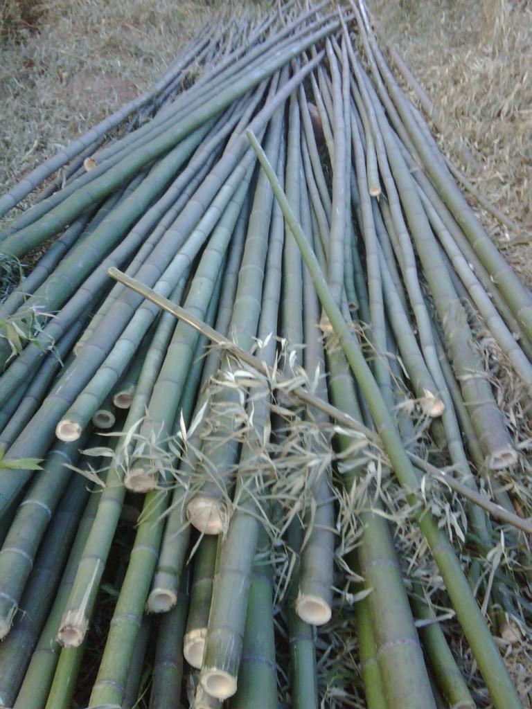 Biomass Sources: Bamboo. Short-rotation new Biomass plantations Bamboo is the top 3 biomass producer amongst all plants.