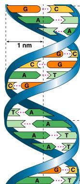 DNA The