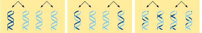 Models of DNA Replication Alternative