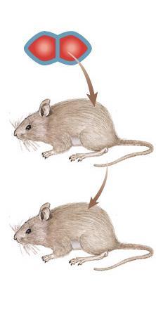 mice die mice live mice live mice die Transformation =