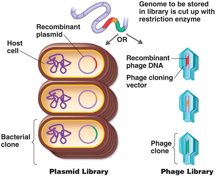 Obtaining DNA Genomic libraries are made of pieces of an entire genome stored in plasmids or phages Figure 9.