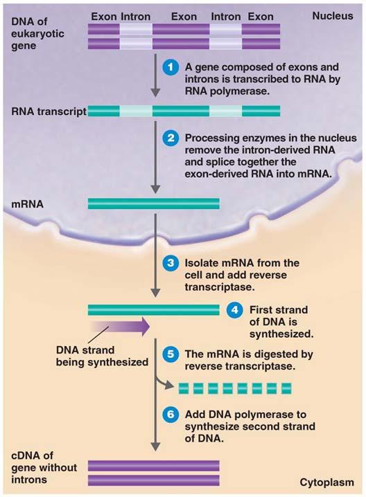 generally contain both exons, stretches of DNA that code for protein, and introns, intervening stretches of DNA