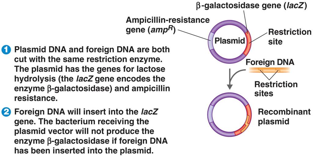 Selecting a Clone Antibiotic-resistance genes Insertion inactivation Figure 9.