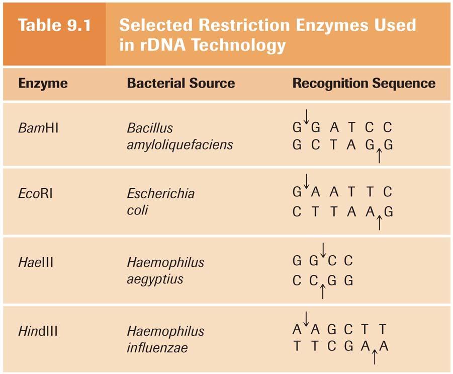 Restriction Enzymes Recognize and cut specific sequences of DNA Destroy bacteriophage DNA (or foreign DNA) in bacterial cells The bacteria DNA is protected from digestion because the cell methylates