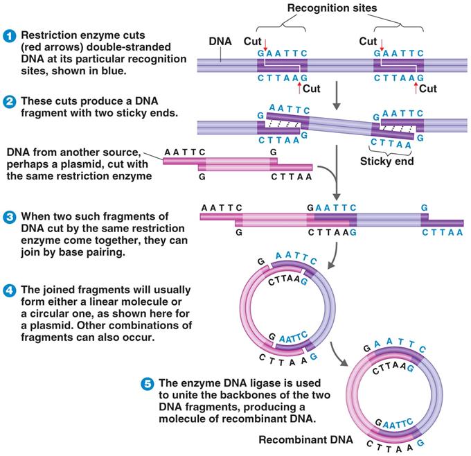 Restriction Enzyme & Recombinant DNA Figure 9.