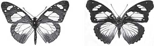 3. The drawings show two different species of butterfly. Amauris Hypolimnas Both species can be eaten by most birds.