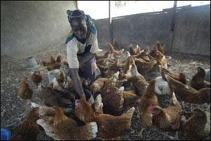 Village or poultry-yard farming Poultry-yard production concerns mostly pork, poultry and eggs Very cost / space /