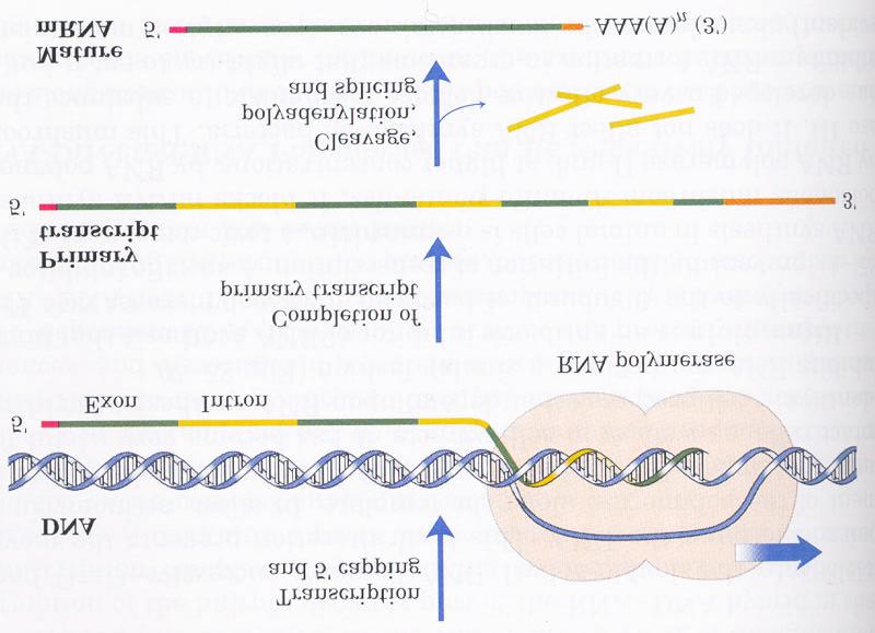 Second type of mrna processing in eukaryotes. "Splicing." Most eukaryotic mrnas are transcribed with internal sequences that must be removed before the mrna can be used for protein synthesis.