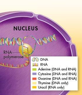 RNA Editing Introns and exons may also play a role in evolution, making it possible for very