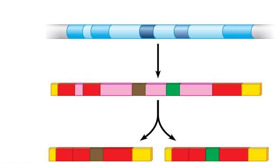 REGULATION ALTERNATIVE SPLICING During splicing, RNA can make make multiple mrna strands from one sequence RNA INTERFERANCE Micro RNA (mirna) can bind to proteins and