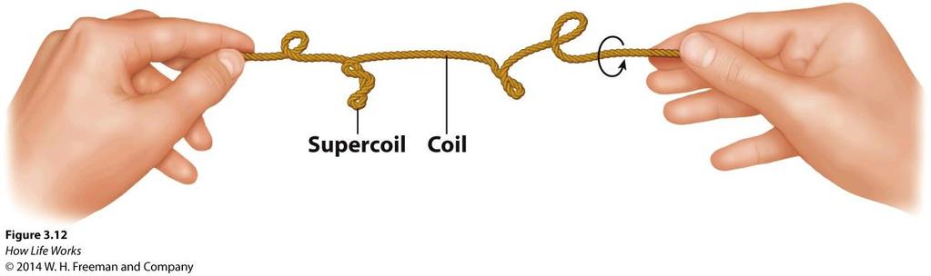 SUPERCOILING 1.DNA molecules in cells have a length far greater than the diameter of the cell itself. 2.In prokaryotic cells, the DNA is circular. 3.