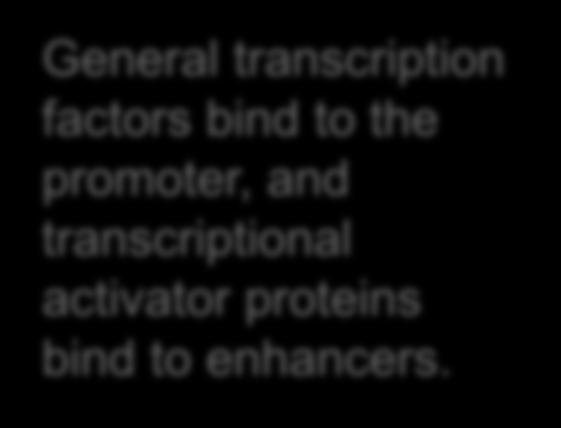 Eukaryotic Promotor Recognition 1 Enhancer sequences General transcription Promoter factors bind to the promoter, and 3' transcriptional 5'