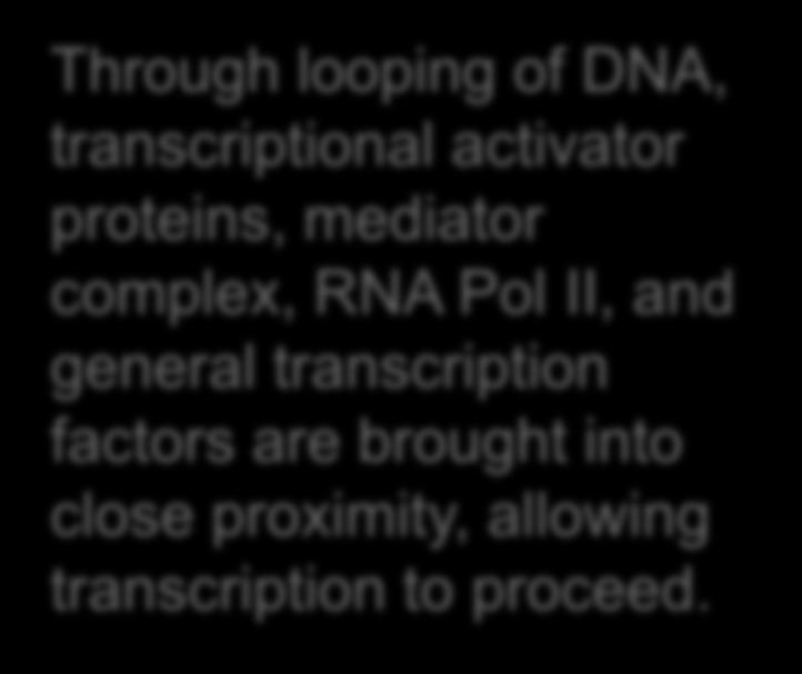 EUKARYOTIC PROMOTOR RECOGNITION Enhancer sequence 5' 3' 2 Through looping of DNA, transcriptional activator proteins, mediator complex, RNA Pol II, and general