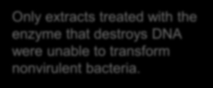Nonvirulent bacteria Virulent and nonvirulent bacteria The untreated extract can transform nonvirulent cells into
