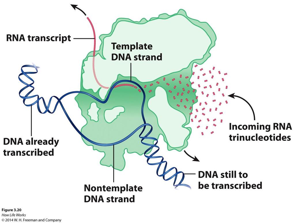 RNA POLYMERASE