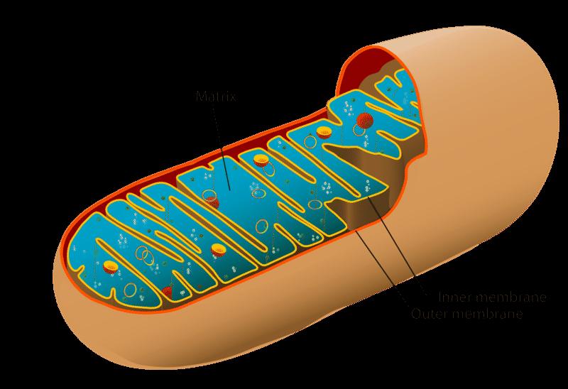 www.ck12.org Chapter 1. Cellular Respiration FIGURE 1.2 Cut-away view of a mitochondrion FIGURE 1.3 two smaller molecules called pyruvate. This results in a net gain of two molecules of ATP.