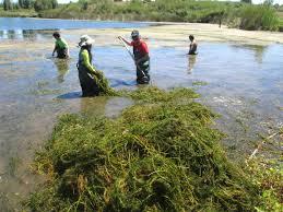 solution of Eutrophication