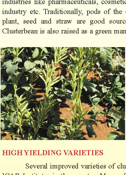 It is a drought hardy leguminous crop because of its deep tap rooting system and has high capacity to recover from water stress. The seed of clusterbean contains about 30-33% gum in the endosperm.