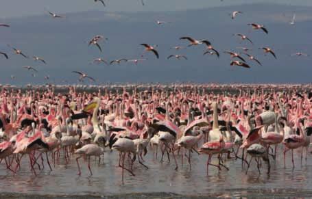 Malcolm Schuyl/Still Pictures Famous Lake Nakuru and its flamingoes.