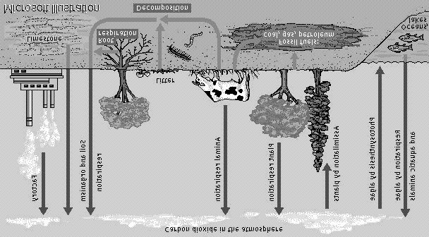 RESPIRATION Respiration is a key component of the global carbon cycle.