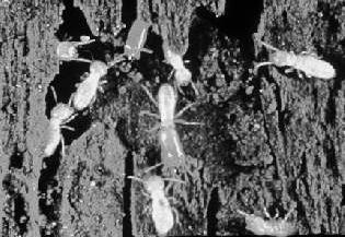 METHANE AND TERMITES Global emissions of termites account for approximately 11% of the global methane emissions from natural sources.