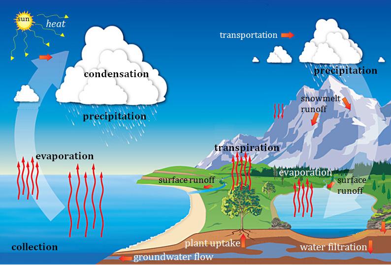 Plants absorb some water through their roots and release it through their leaves as water vapor back to the atmosphere.