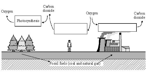 4 In the carbon cycle the amounts of carbon dioxide and oxygen in the air are changed by several processes.