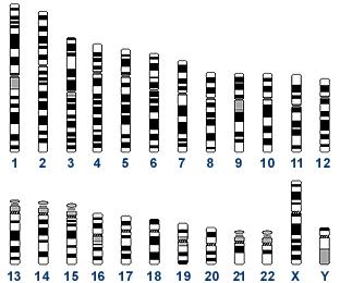 chromosome Factor 9 Factor 8 35cM 1 Gitscheir et