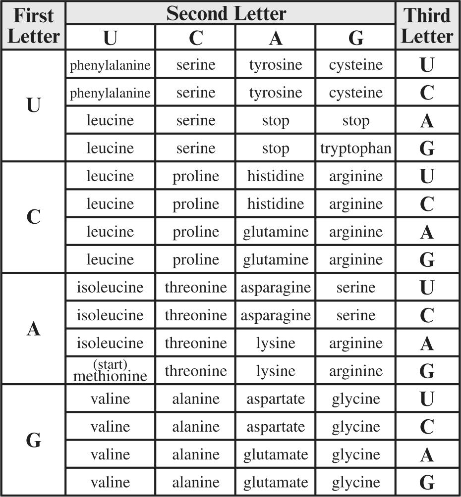 8. The table below is a codon chart. What is the likely effect of a mutation that causes the sequence CGC to become CGG? A.