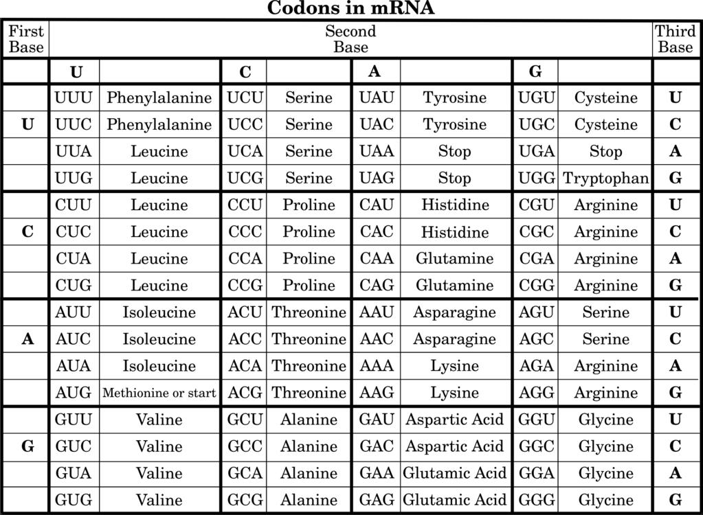 11. This chart represents amino acids that are coded from different combinations of mrna codons.