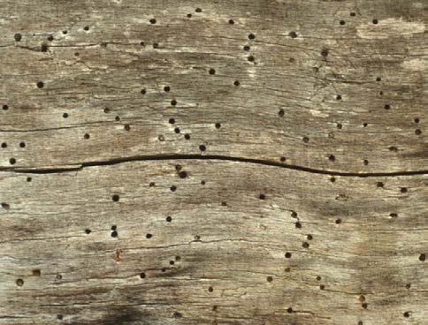 Active infestations usually have powder that is the color of freshly sawed wood sifting from the exit holes.