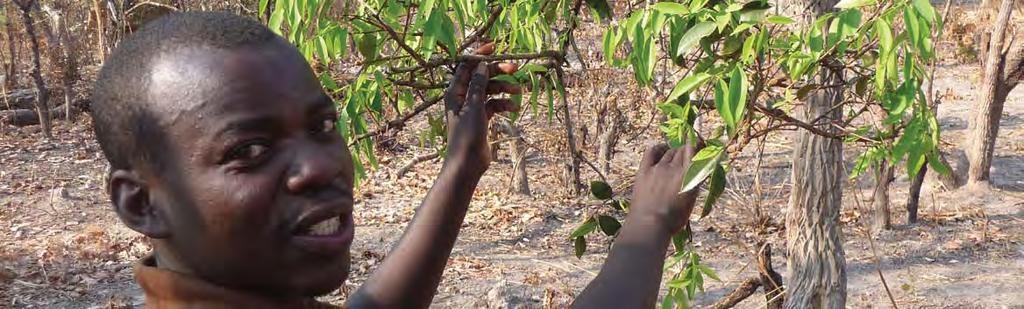 5 Food security: the edible leaves of a deep rooted tree restricted to NW Zambia, NE
