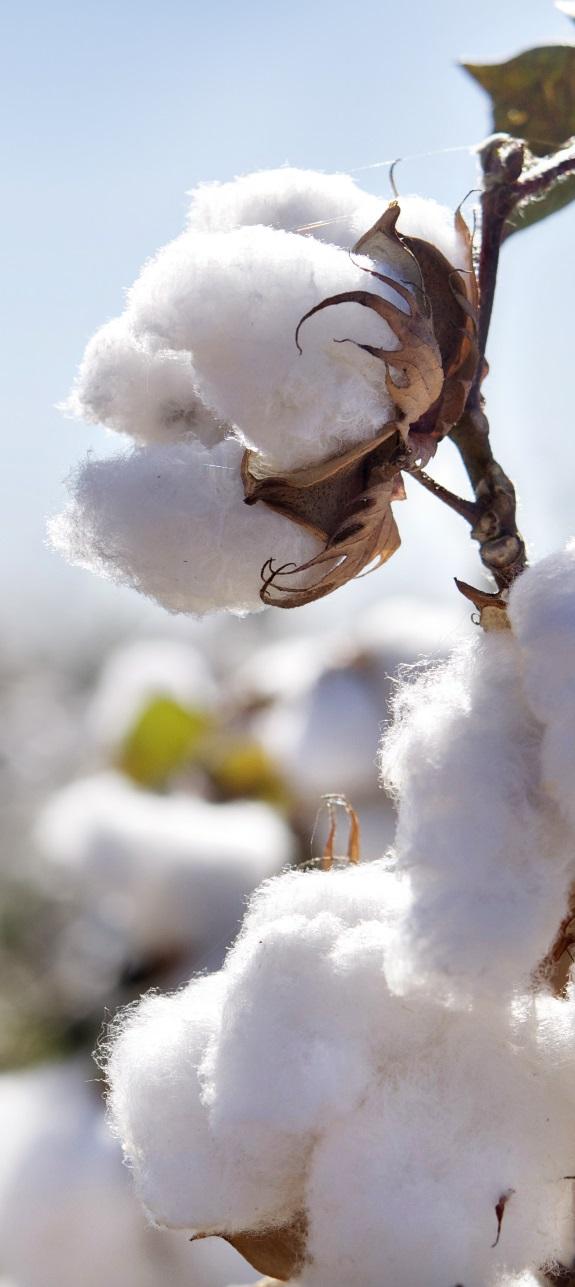Cotton Prices Improving Cotton futures continued their upward trajectory through June, reaching USc 66/lb in June.