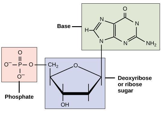 Structure of DNA and RNA Each nucleotide consists of three portions: a nitrogen-containing compound that called a nitrogenous base, a five-carbon sugar that may be ribose