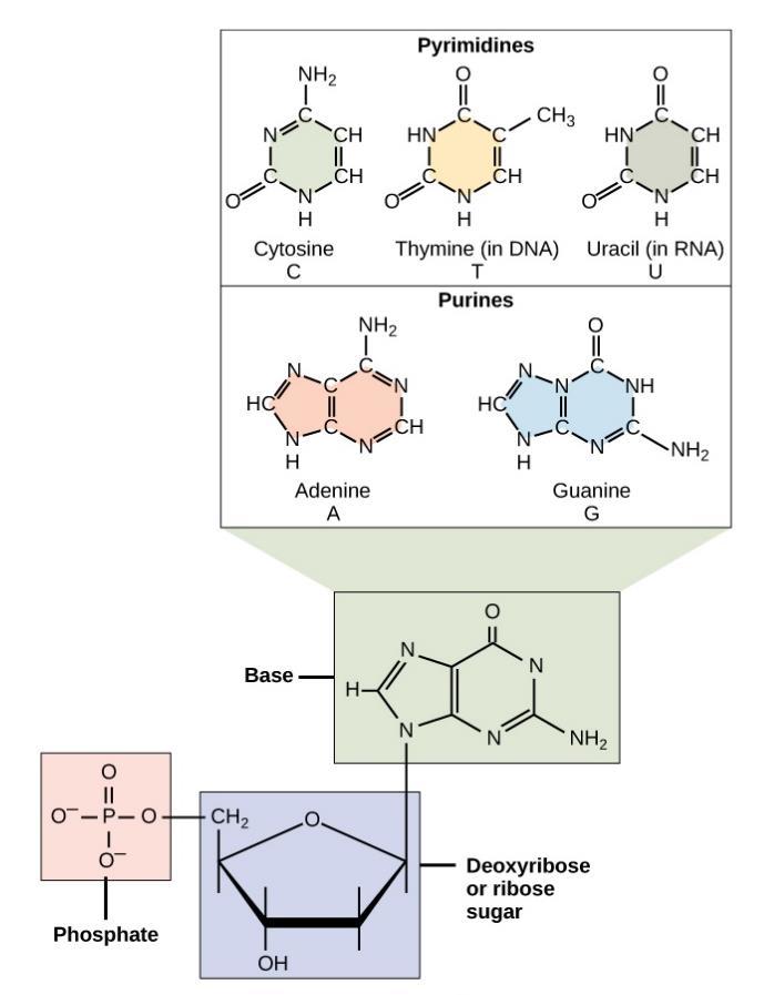 Nitrogenous base The nitrogenous bases of DNA and RNA are nitrogen-containing. These bases in DNA fall into two classes, purines and pyrimidines.