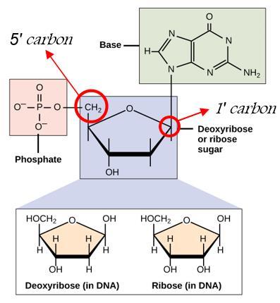 Sugar DNA and RNA molecules have slightly different sugars in their nucleotides.