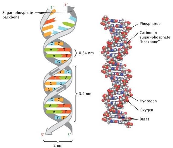 Properties of DNA DNA molecule is naturally exist in a double helix in which two matching chains are attached together.