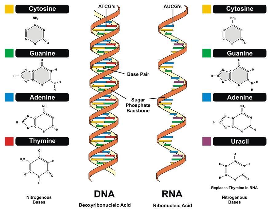 Properties of RNA Ribonucleic acid (RNA) is slightly differ from the DNA.