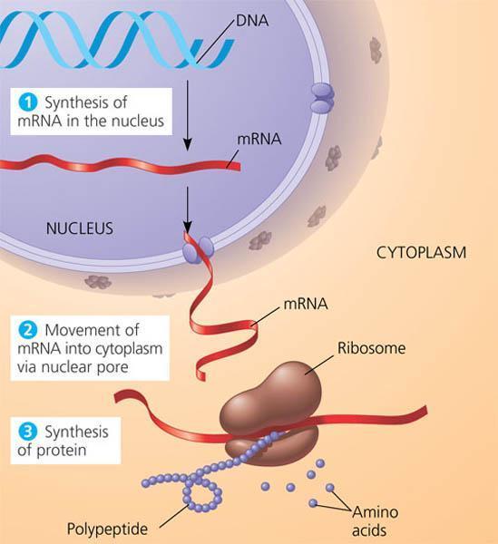 There are four major types of RNA 1. Messenger RNA (mrna) The mrna is considered as an intermediate message between a gene and its protein product.