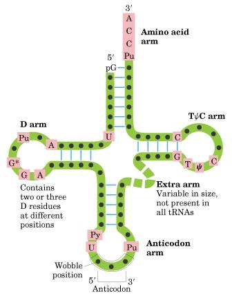 There are four major types of RNA 1. Messenger RNA (mrna) The trna molecules are involved in the protein synthesis process.