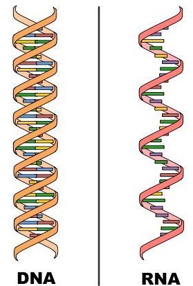 Generally, the nucleic acids can be defined as the biomolecules that consist of building block units known as