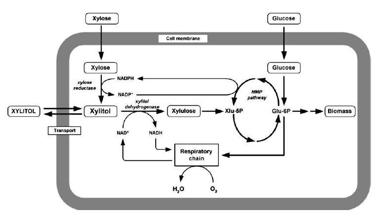 Xylitol mathematical model and production pathway [10] Once xylose is inside the cell, it is reduced to xylitol by the enzyme xylose reductase.