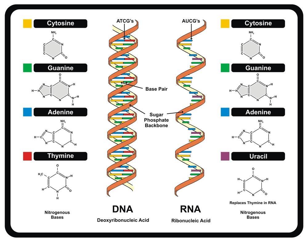 There are four major types of RNA: messenger RNA (mrna), ribosomal RNA (rrna), transfer RNA (trna), and regulatory RNAs. 1.