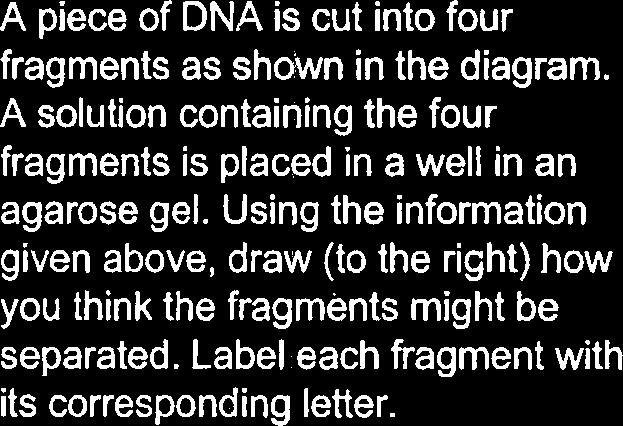 A solution containing a mixture of DNA fragments of variable sizes is placed into a small well formed in an agarose gel that has a texture similar to gelatin.
