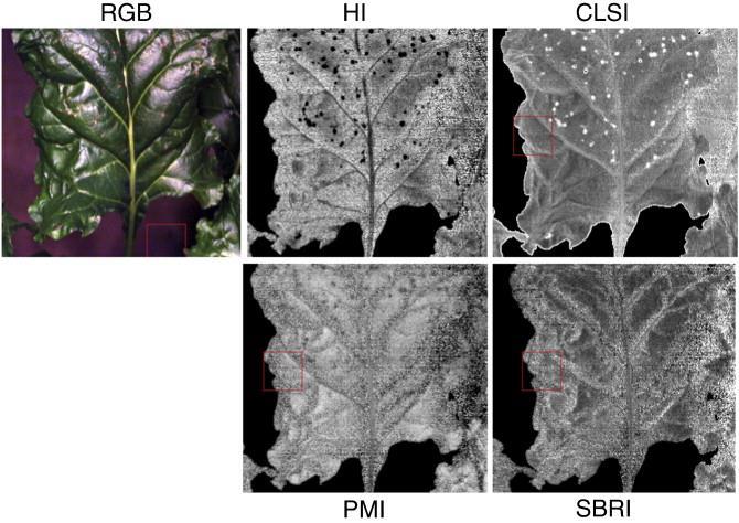 Remote sensing & Agriculture - sensors Hyperspectral cameras Disease detection at leaf