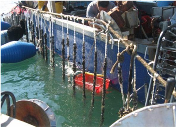 nylon cage nets in fish culture and